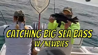 Catching Monster Hammer Sea Bass with a Newbie | Va Beach Wreck Fishing Adventure!