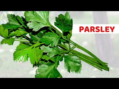 , title : 'Eating 1 Parsley In The Evening Does These To Your Body | What Are the Benefits of Parsley?