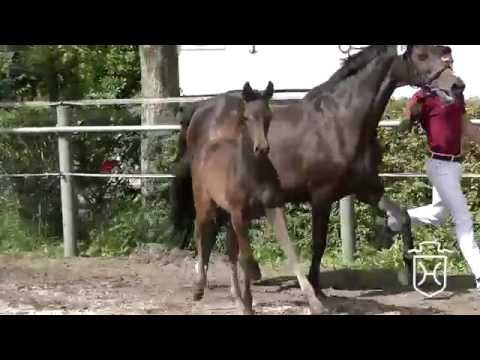 SL085 Stutfohlen von Adagio de Talma - Limbus - Caletto I