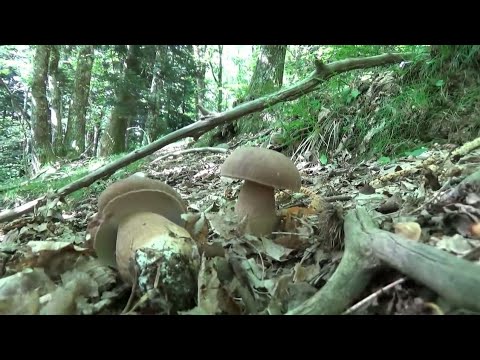 Quando deciso smettere di bere Ragioni di apparizione di alcolismo