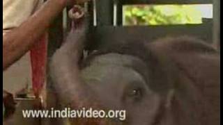 Feeding the baby at Kodanad elephant training centre