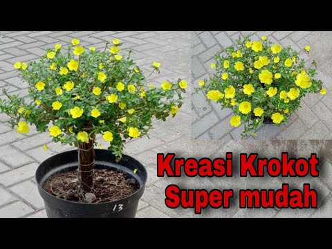 NEW STYLE PURPLE CREATION, SUPER SIMPLE, THE REGULAR WAY SPECIAL RESULT