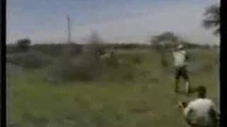 Lion attack hunting safari Africa