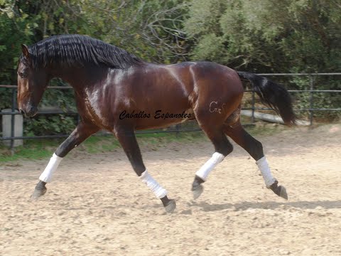 Bewegungsstarker PRE Hengst- schön und imposant