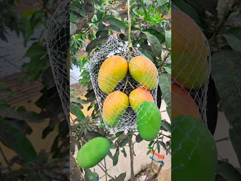 What Will Happen If The Mangoes Are Put Inside An Iron Cage?