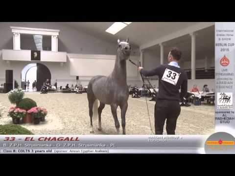Berlin Cup Werder 2015 - Colts 3 years old (Class 8) - N.33 EL CHAGALL