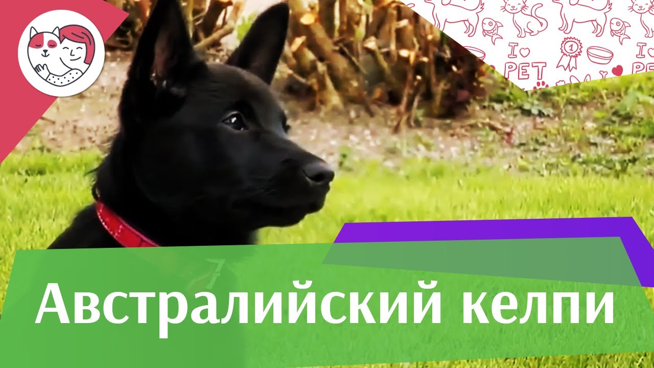 Австралийский келпи Дессировка на iLikePet