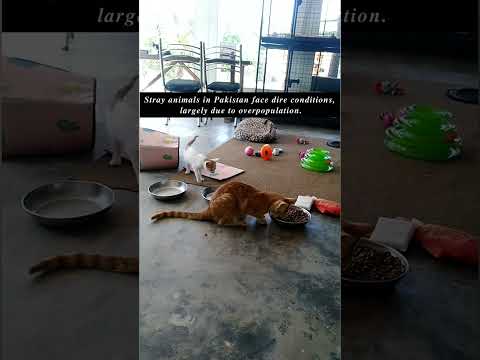 A Visit to Tahira Animal Welfare Foundation #shorts