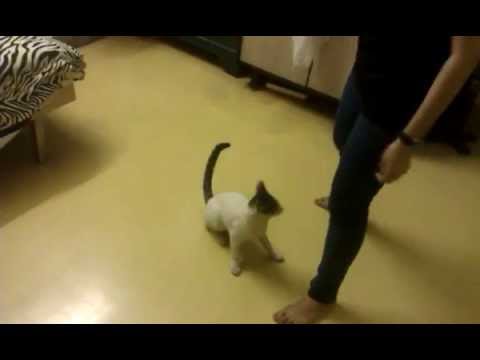 Funny Video - Ever seen one like this?