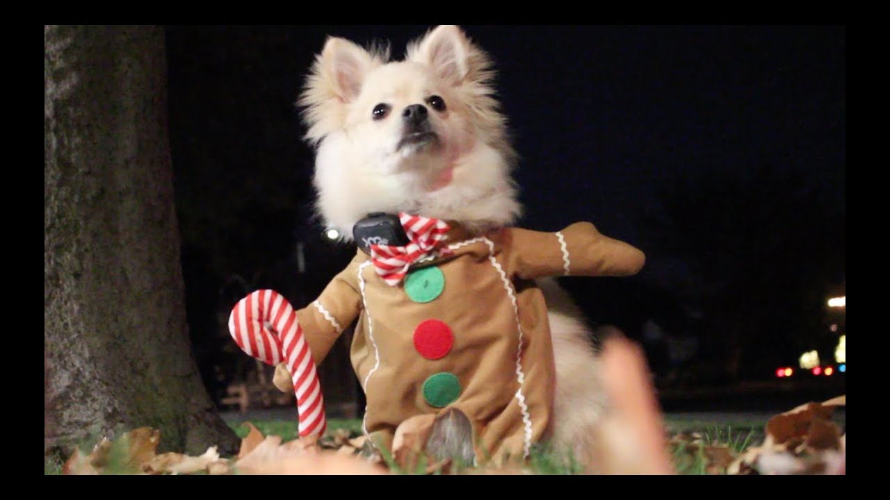 Howl of the Unvaccinated (2022)