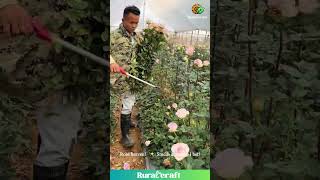 This Rose Cutting ASMR is So CHILL! 🌹✂️ Flower Power! #oddlysatisfying #asmr #roses #gardening