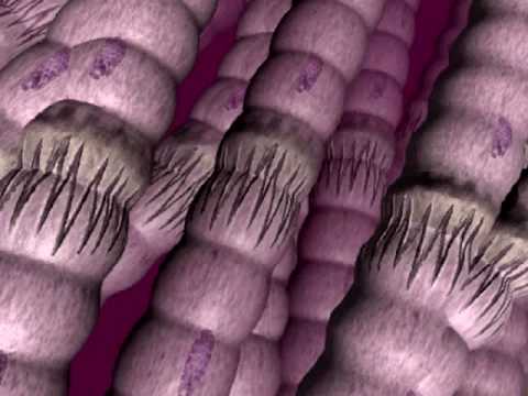 Blutdruck Leitzentrale Wie die Herzfrequenz bei Hypertonie reduzieren
