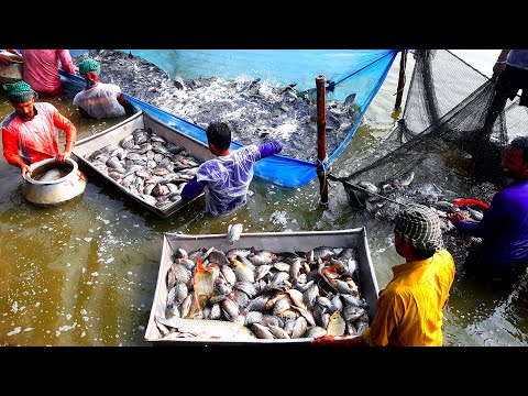 Most Satisfying Cast Net Fishing Video Catch Tons Of Fish | Fastest Traditional Net Catch Fishing