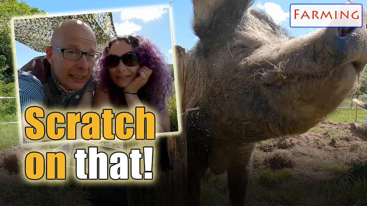 Keeping the pigs happy!