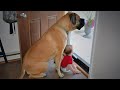 When Big Dogs Prove They Re The Best Babysitters ️