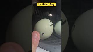 Watch Our Baby Chicks Hatching Live! #fun #backyardchickens #news #love #happy #livestream