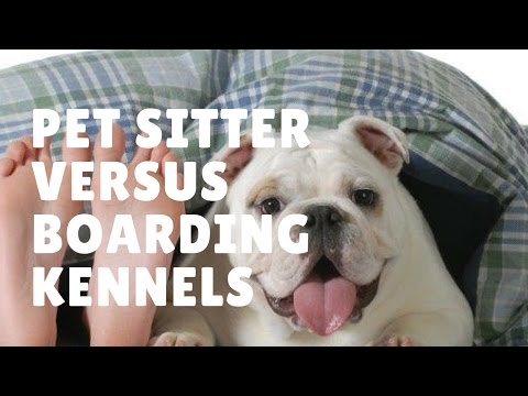 Pet Sitter Versus Boarding Kennels: Which Is Best?