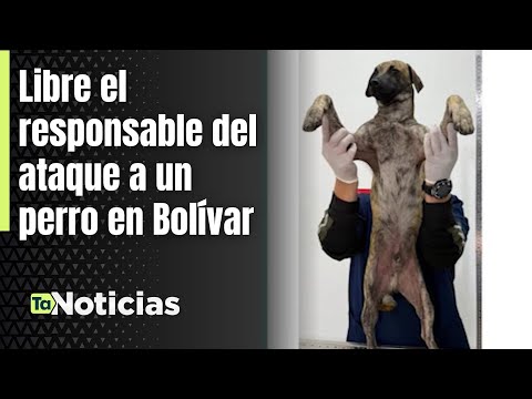 Libre el responsable del ataque a un perro en Bolívar - Teleantioquia Noticias