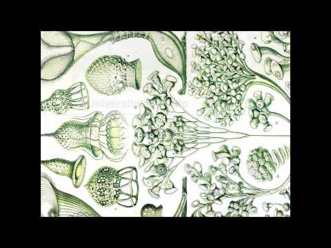 Richard Dawkins, Elizabeth Hadly, Jim Al-Khalili - Science Debate Slide Show