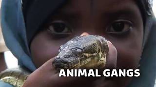 The Terrifying Animal Gangs Of Nigeria | True Lives