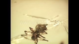 Druhohorní jantar z Myanmaru BJ-23