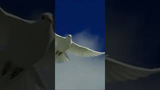 White Dove