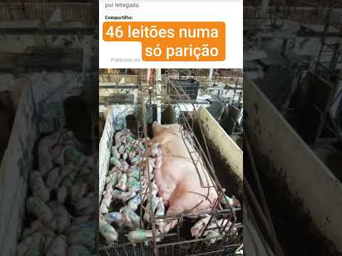 EM PIEDADE DE PONTE NOVA MG