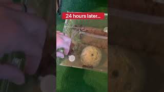 Is My Pet Tarantula Dead?!😱🕷️#shorts #spider