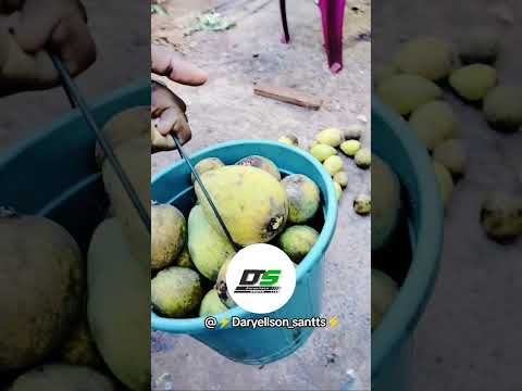 bacuri do estado do Maranhão, chama 🔥