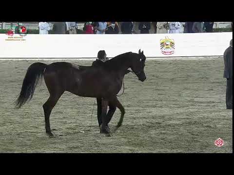 N 290 GHALY AL HAWAJER   Emirates Arabian Horse Breeders Championship 2021   Colts 2 Years Old Class