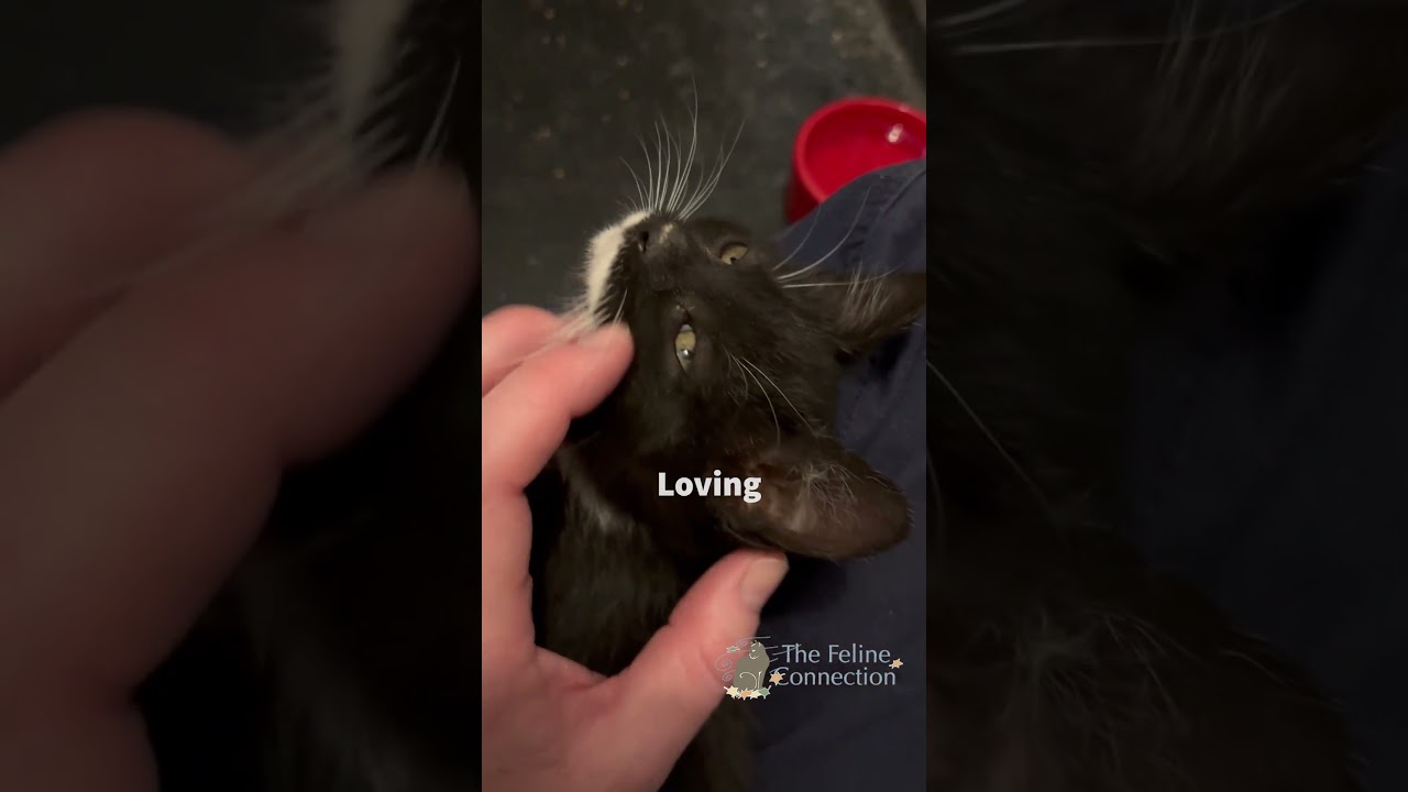 Enlarge Proton, an adopted Domestic Medium Hair in Fair Haven, VT video 4/4