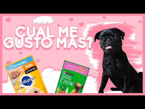 Pedigree Cachorro vs Dog Chow Cachorro cual le gusta a la lunita - SoySofiaGamboa
