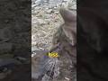 Cat KISSES A Mouse