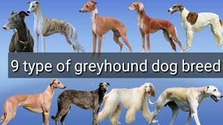 9 types of greyhound dog breed | different types of greyhound dog