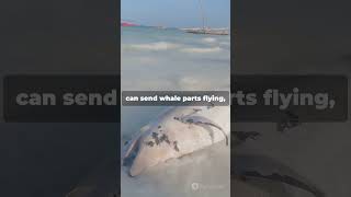 why do whales explode after they die