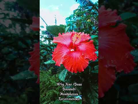 Natty Sele - Why Nao  Slow + Bass Boosted (ft. LOCAL REMEDY & Annie)