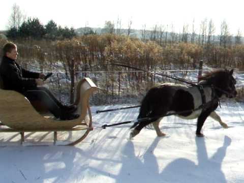 Kucyki Wojkowice Kościelne