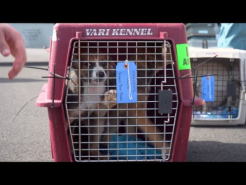 Street Dog Hero brings 25 dogs from overcrowded Oklahoma shelter to Bend