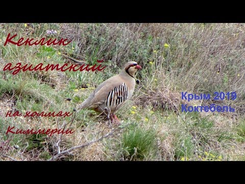 Кеклик азиатский Alectoris chukar рядом с Коктебелем 11 апреля 2019. Крым, Тихая Бухта