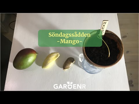 Söndagssådden - Mango - Trädgårdshacks med GardenR