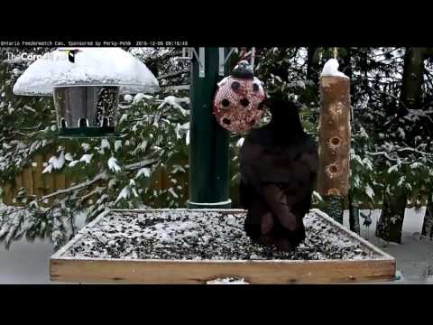 Juvenile Raven Shows Its Vocal Range In Ontario - Dec. 6, 2016
