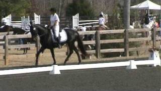 preview picture of video 'Kryptic - 2007 Trakehner stallion, 10 weeks under saddle & first dressage show'