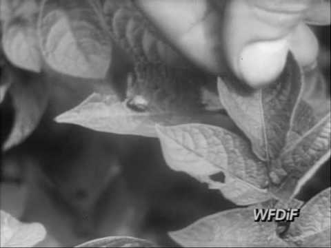 Propaganda PRL-u - polskie kroniki filmowe - walka ze stonką