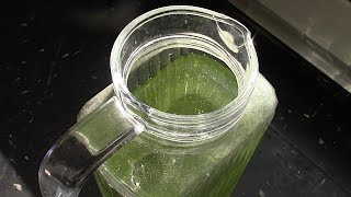 How to catch Springtails in your apartment