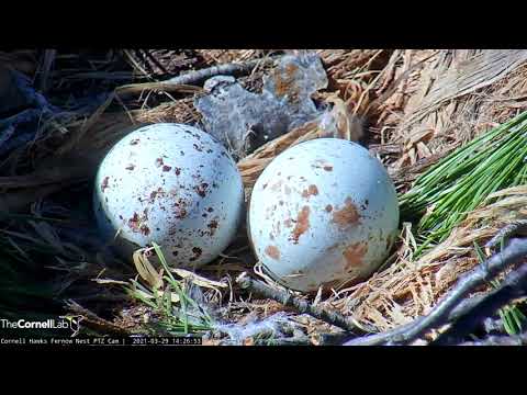 Red-tailed Hawk Cam Zooms In On Two Eggs – March 29, 2021
