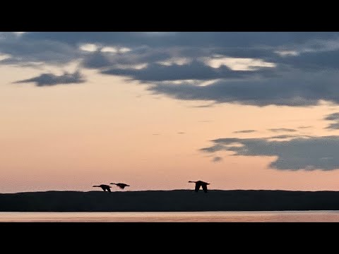 hummingbird migration update