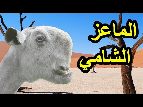 , title : 'ما لا تعرفه عن الماعز الشامي....هذا ما يميزه عن باقي الأنواع'