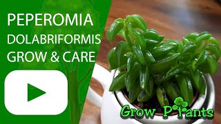 Peperomia dolabriformis - grow & care (Prayer Peperomia)