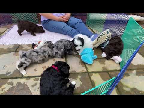 Grace’s puppies getting their collars - This litter is Sold
