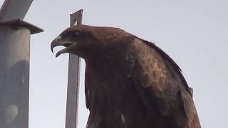 Black Kite call